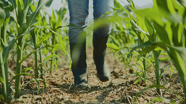 istock Low Section of Woman Walking through the Cornfield 2204121756