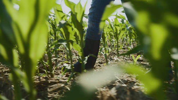 istock Low Section of Woman Walking through the Cornfield 2204121765