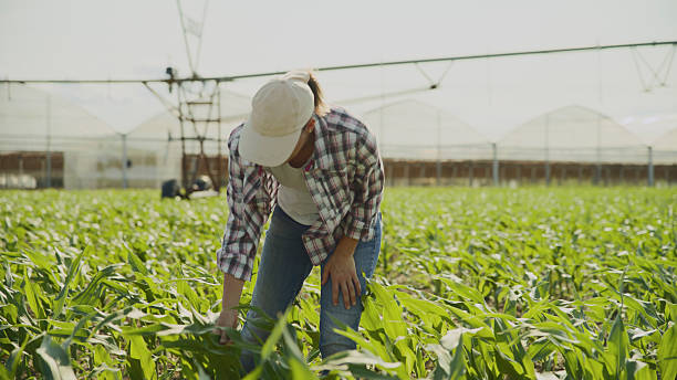 istock Female Farmer Inspects Corn Growth in Field with Irrigation 2204121805