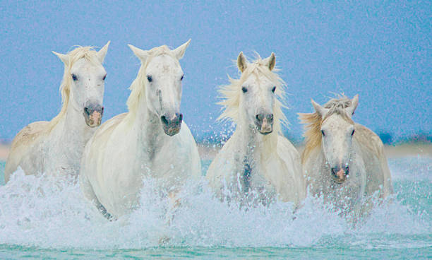 istock White Horses Splashing in the Surf 2204121833