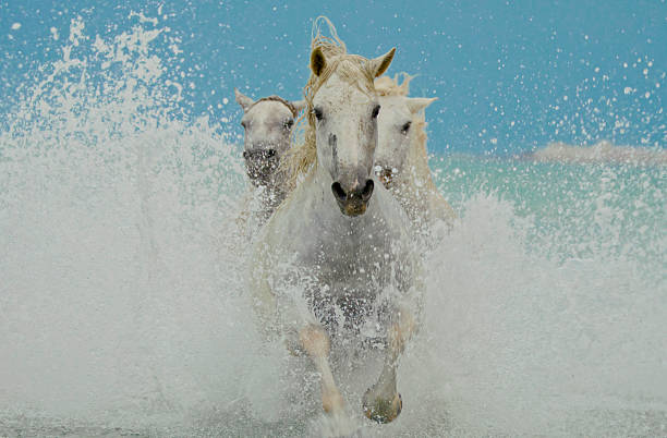 Herd of White Horses Charges through the Shallow Coastal Waters,Their Pounding Hooves Sending Sea Spray Flying. this Energetic Moment Captures the Perfect Blend of Strength and Elegance in the Wild