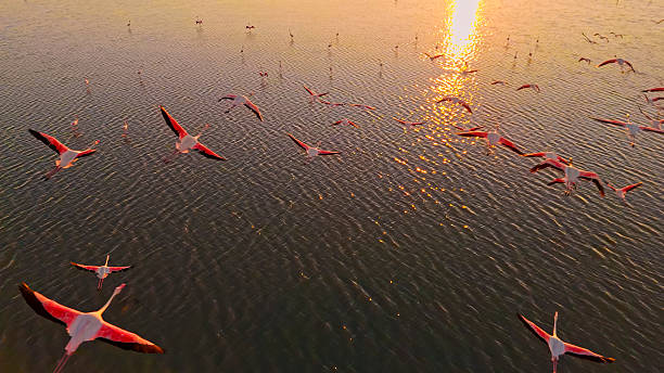 istock Flamingos in Flight Over a Tranquil Lake 2204121858