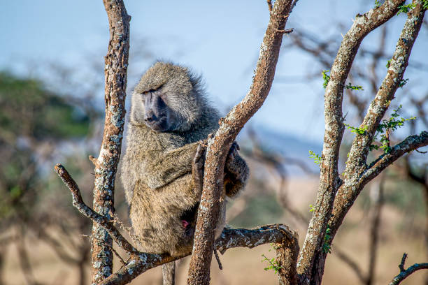 istock Olive baboon perching on tree branch, basking in sunlight while scanning savanna terrain across Serengeti National Park, Tanzania 2204122574