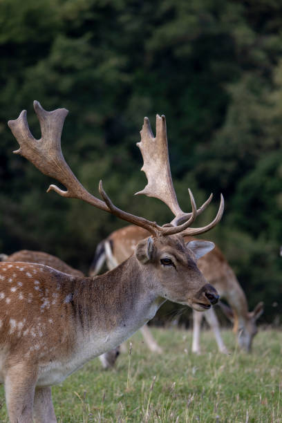 istock Portrait of Deer 2204123910