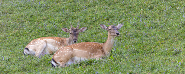 istock Deer camp in Slovenia 2204123989