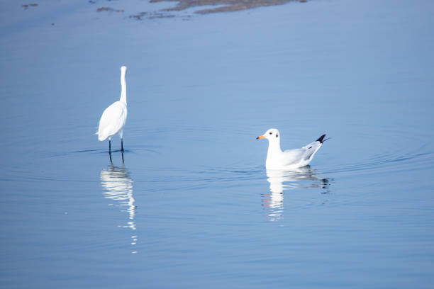 Seagull wander around looking for food lake looking for prey