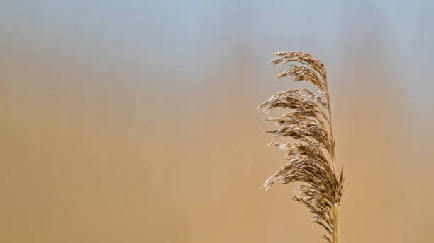 istock Dry reeds outdoors in light pastel colors. Space for text. 2204128229