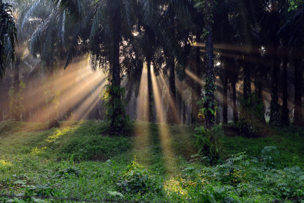 istock Ray of light morning sunlight between palm oil trees 2204129602