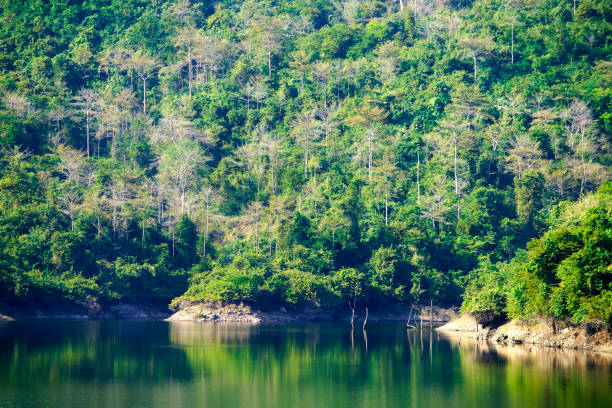 A tranquil scene featuring lush green forest surrounding a calm lake, showcasing clear water reflections. Ideal for nature lovers and outdoor enthusiasts.