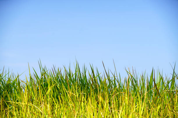 A vibrant green grass field stretches under a bright blue sky, capturing the essence of a perfect sunny day. An ideal backdrop for nature-themed projects.