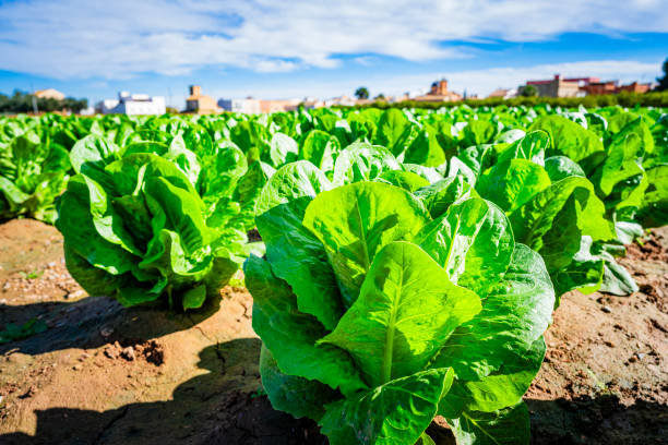 Organic romain lettuce field in Valencia-Spain. High resolution 42Mp outdoors digital capture taken with SONY A7rII and Zeiss Batis 25mm F2.0 lens