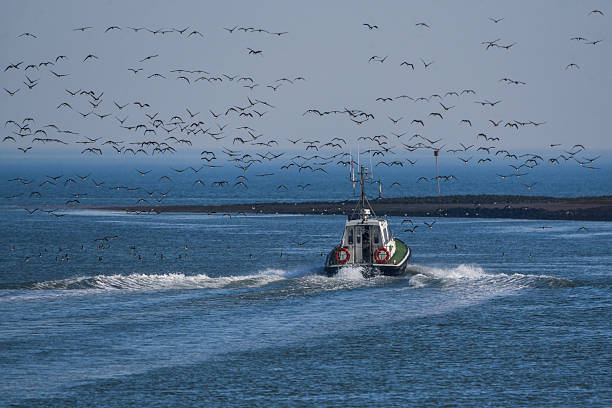 istock Boat with flock of birds 2204131148