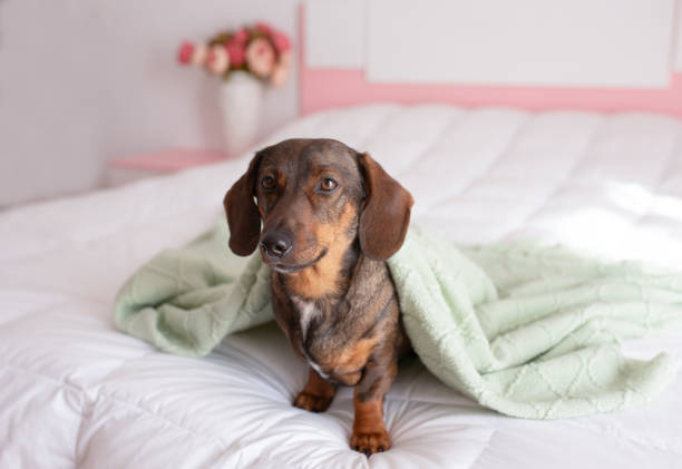 istock Red long haired dachshund portrait under blanket close up 2204131473