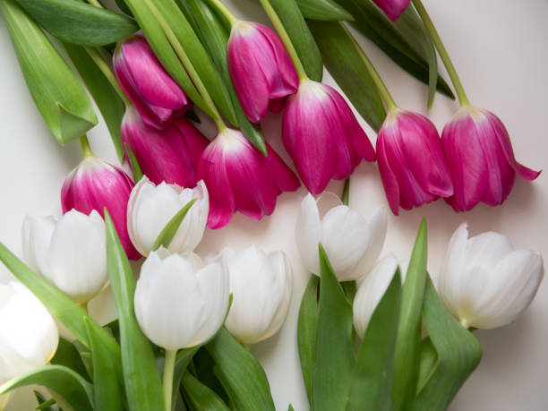 Close-up pink tulips isolated on white.