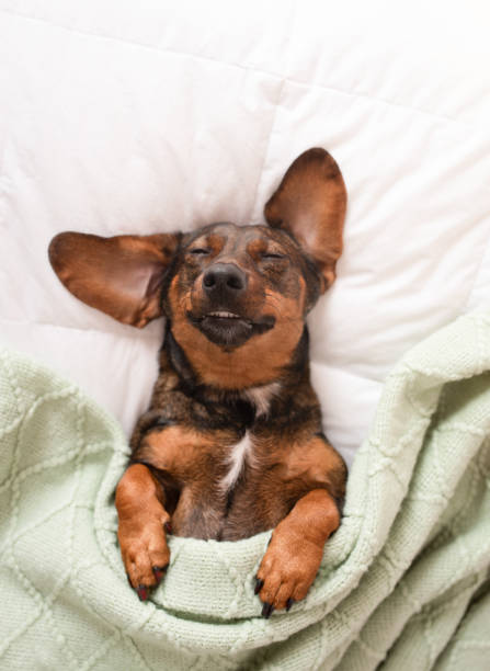 istock A cute dachshund dog sleeps on a white bed covered with a green blanket 2204131661