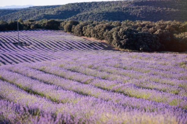 istock lavender flower field in Guadalajara, Spain 2204131664