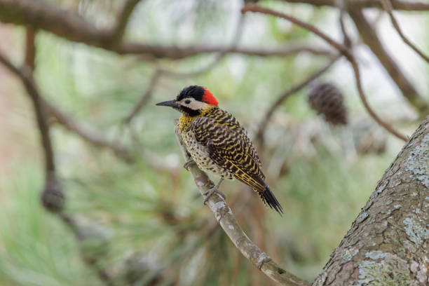 Green-barred Woodpecker (Colaptes melanochloros) perched on a branch.