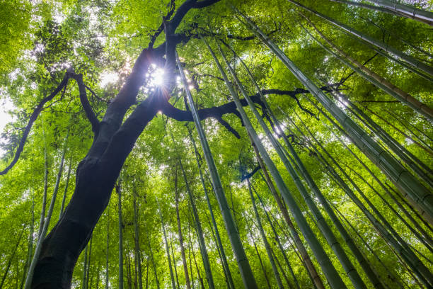 istock Bamboo Forest with no people during a summer morning 2204135287