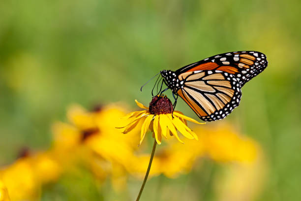 istock Monarch Butterfly Sits On A Yellow Sunflower 2204136563