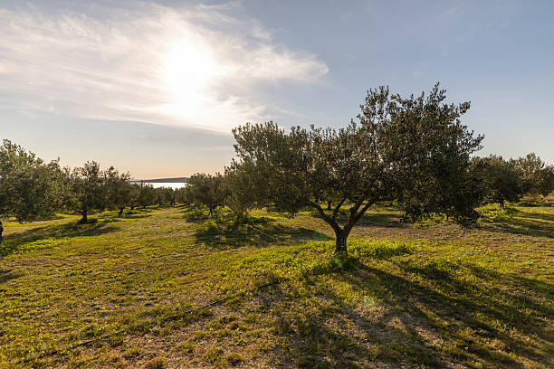 A tranquil olive orchard bathed in warm sunlight, featuring vibrant green foliage, shadowed grounds, and a clear blue sky over a rural landscape.