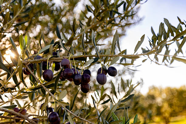 istock Sunlit Olive Branch with Ripe Black Olives in a Lush Mediterranean Orchard 2204137855