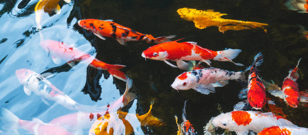 istock panoramic view Koi fish in a pond in the central park area 2204138093