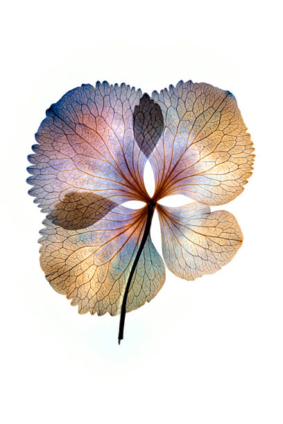 Dried pressed flower petals hydrangea macrophylla on white background  from sweden nature