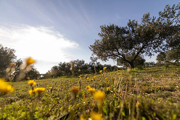 Portugal, Alentejo region. Olive grove and golden wild grass in the autumn sunshine with a beautiful blue sky and cirrus stratus clouds.