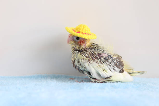 Cockatiel baby spiky feathers on white background
