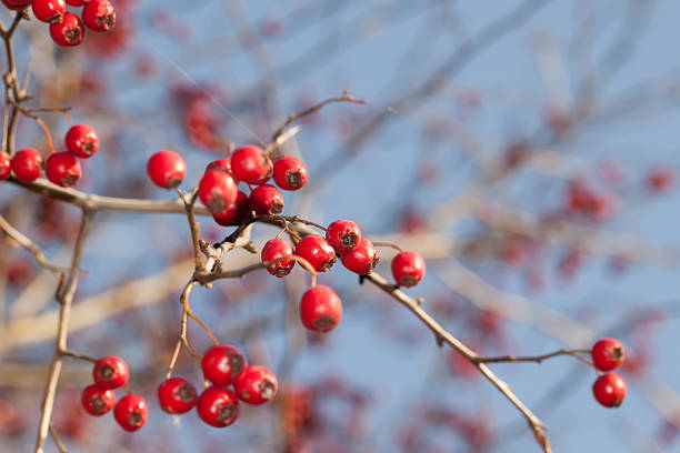A beautiful closeup view of red hawthorn fruits on blurred blue background