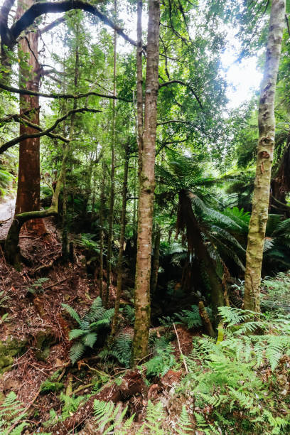 istock Maydena Landscape in Tasmania Australia 2204148004