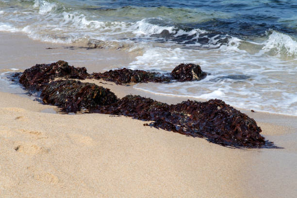idyllic seascape