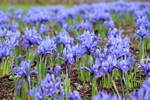 istock Dark blue Iris Reticulata 'Harmony' in flower. 2204153349