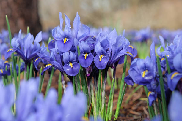 istock Dark blue Iris Reticulata 'Harmony' in flower. 2204153352