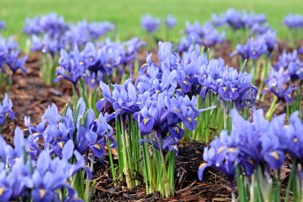 Dark blue Iris Reticulata 'Harmony' in flower.