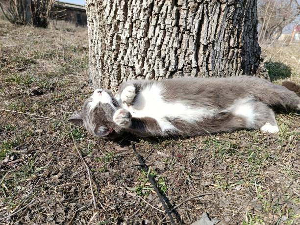 A tabby cat lies relaxed, stretched out on the bright green grass, among fallen autumn leaves, basking in the sun. An idyllic depiction of serenity and relaxation in nature.