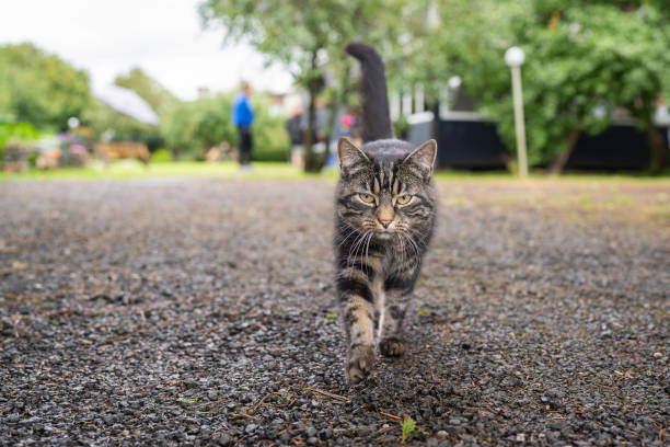 istock Domestic short hair tabby cat walking on the road. 2204155207