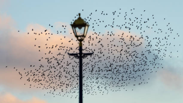 istock Amazing image of starling murmuration in flight over Victorian pier during pastel colour Winter sunset evening 2204155903