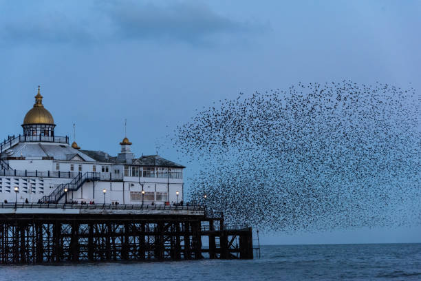 istock Amazing image of starling murmuration in flight over Victorian pier during pastel colour Winter sunset evening 2204155973