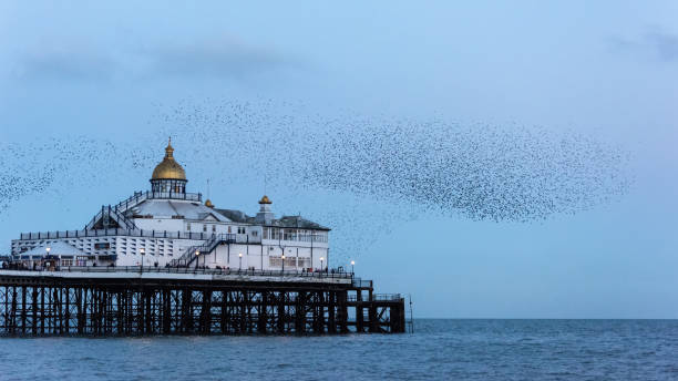 istock Amazing image of starling murmuration in flight over Victorian pier during pastel colour Winter sunset evening 2204155990