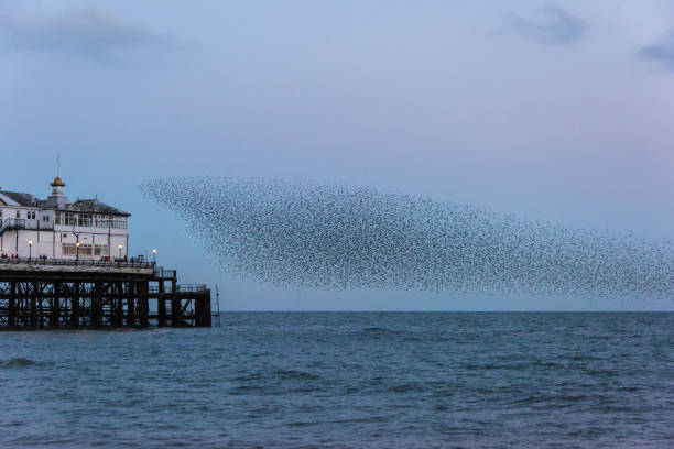 istock Amazing image of starling murmuration in flight over Victorian pier during pastel colour Winter sunset evening 2204156001