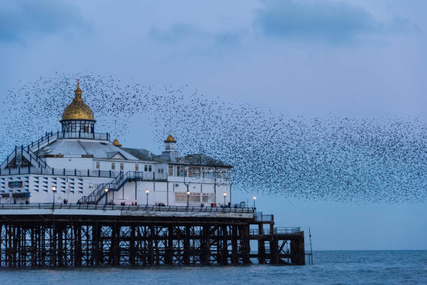 istock Amazing image of starling murmuration in flight over Victorian pier during pastel colour Winter sunset evening 2204156012