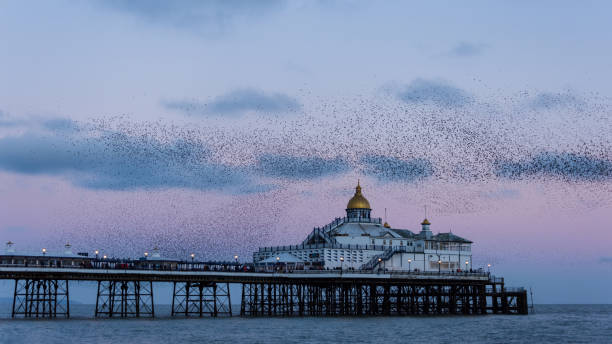 istock Amazing image of starling murmuration in flight over Victorian pier during pastel colour Winter sunset evening 2204156025