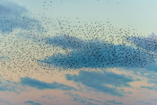 Stunning image of starling murmuration in flight during pastel colour Winter sunset evening