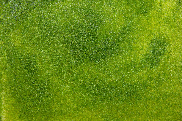 Wolffia globosa for background, is the nutrient-rich plant-based source of protein and omega3 and vital minerals like zinc, calcium, iron, B12 and so much more.