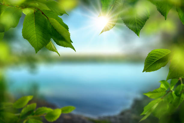 Summer paradise with the sun at a lake. An idyllic nature scene with green foliage, sunshine and blue water