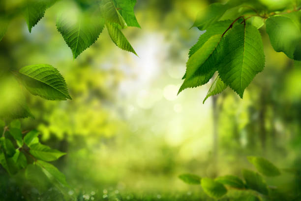 istock Nature background with green leaves in a forest 2204158967