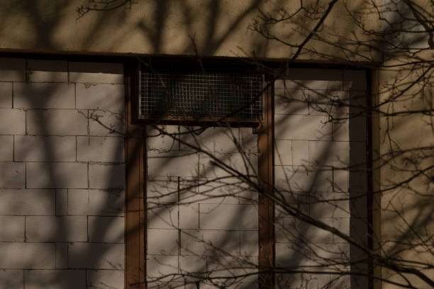 istock The shadow of a tall tree is beautifully cast on a brick wall 2204158972