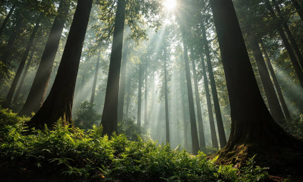 istock A scene of sunlight streaming through the forest 2204161332