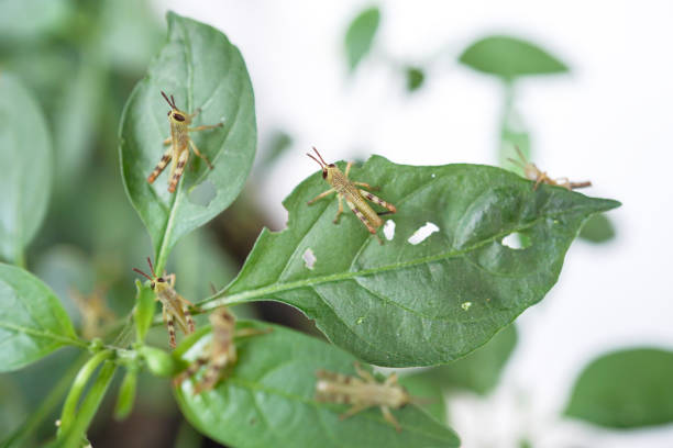 Young green Javanese Bird Grasshopper nymphs (Valanga nigricornis) perched and hiding on chili plants leaf.